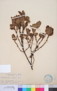 Specimen thumbnail